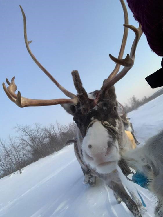 Lapland Deer
