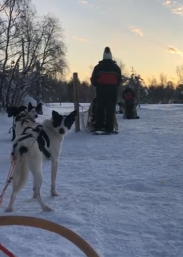 Lapland husky