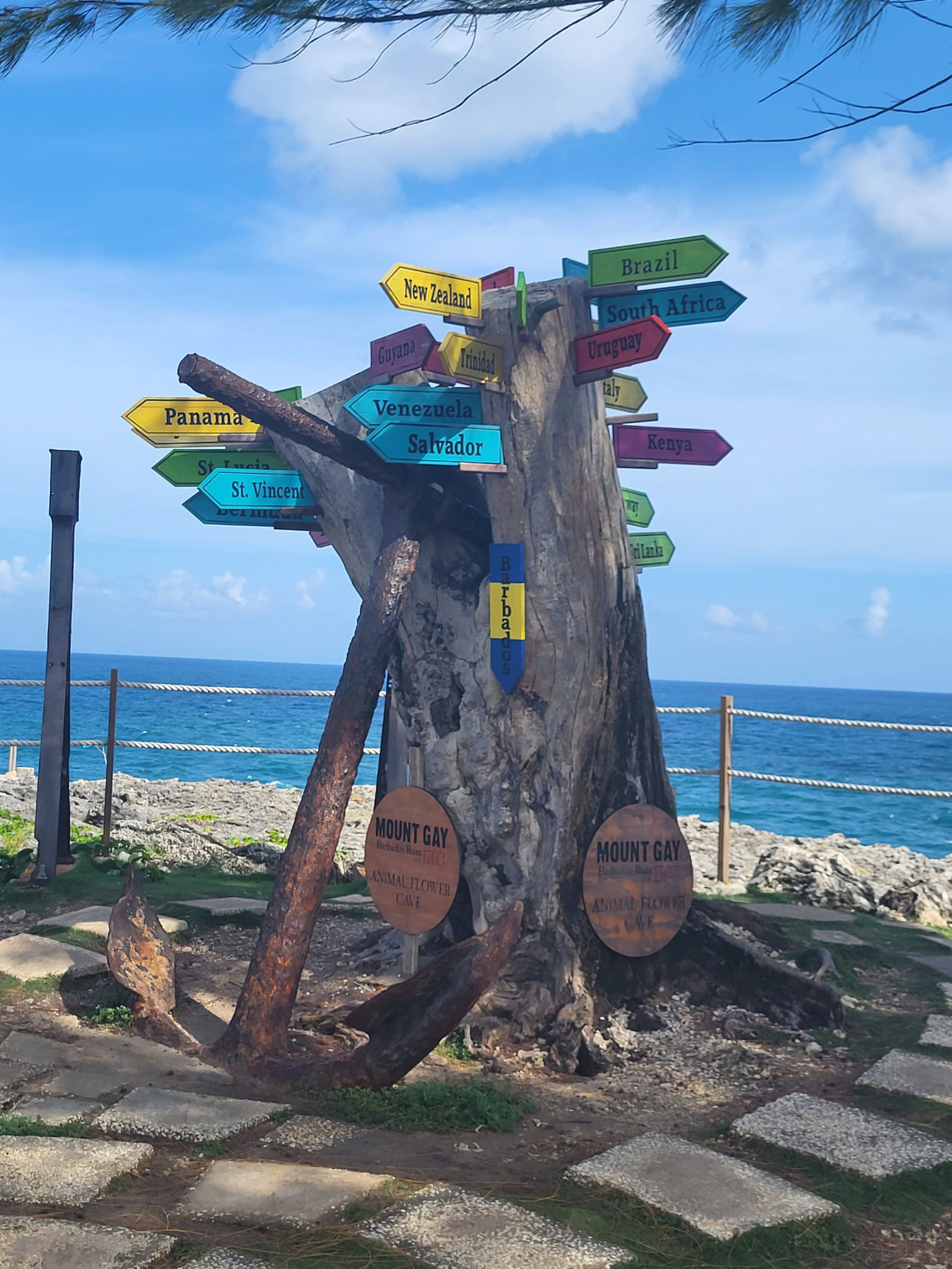 Barbados tree