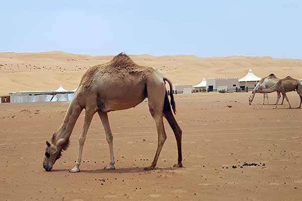 Oman Camel