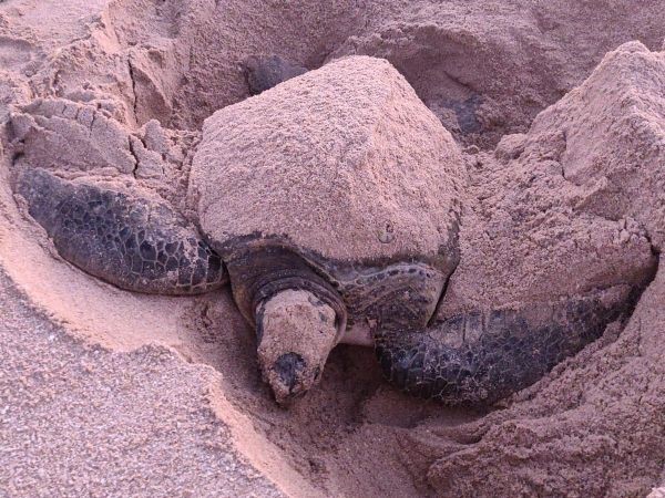 Oman Turtle